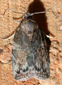 Small Characoma